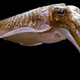 The common cuttlefish can be trained to wait significant spans of time for food.